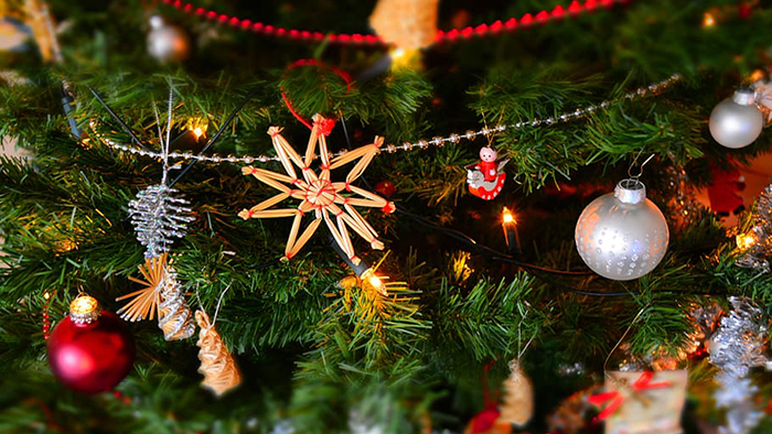 Collecte de sapins