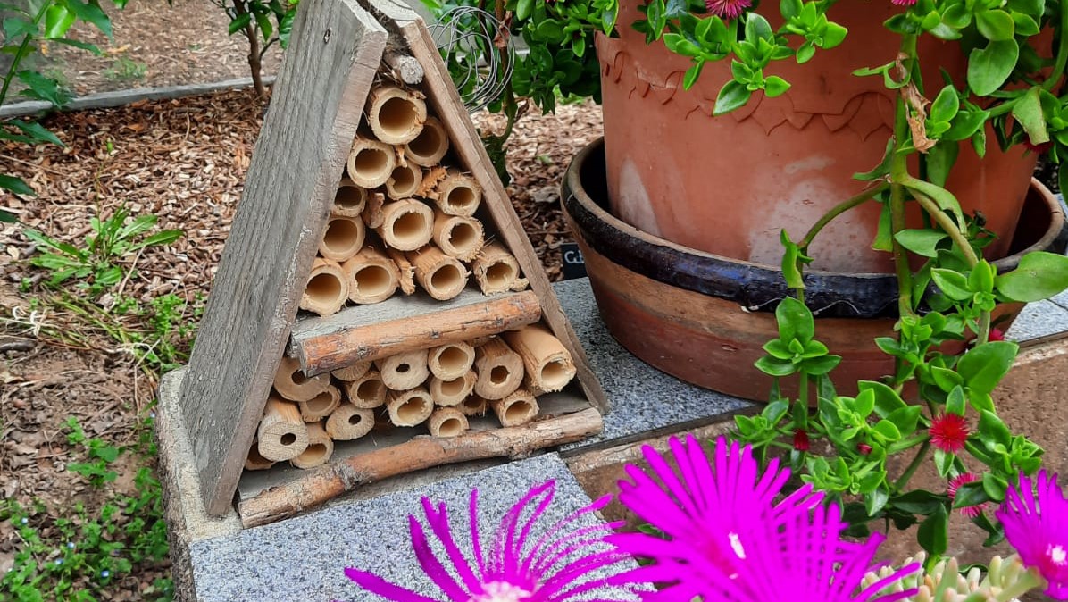 Insectes