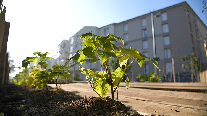 verger_urbain_route_vienne_8_p