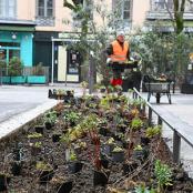 Des plantations place Sathonay (1er) en décembre 2022.